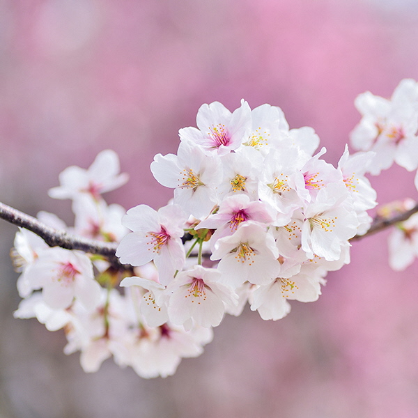 町の花　サクラ