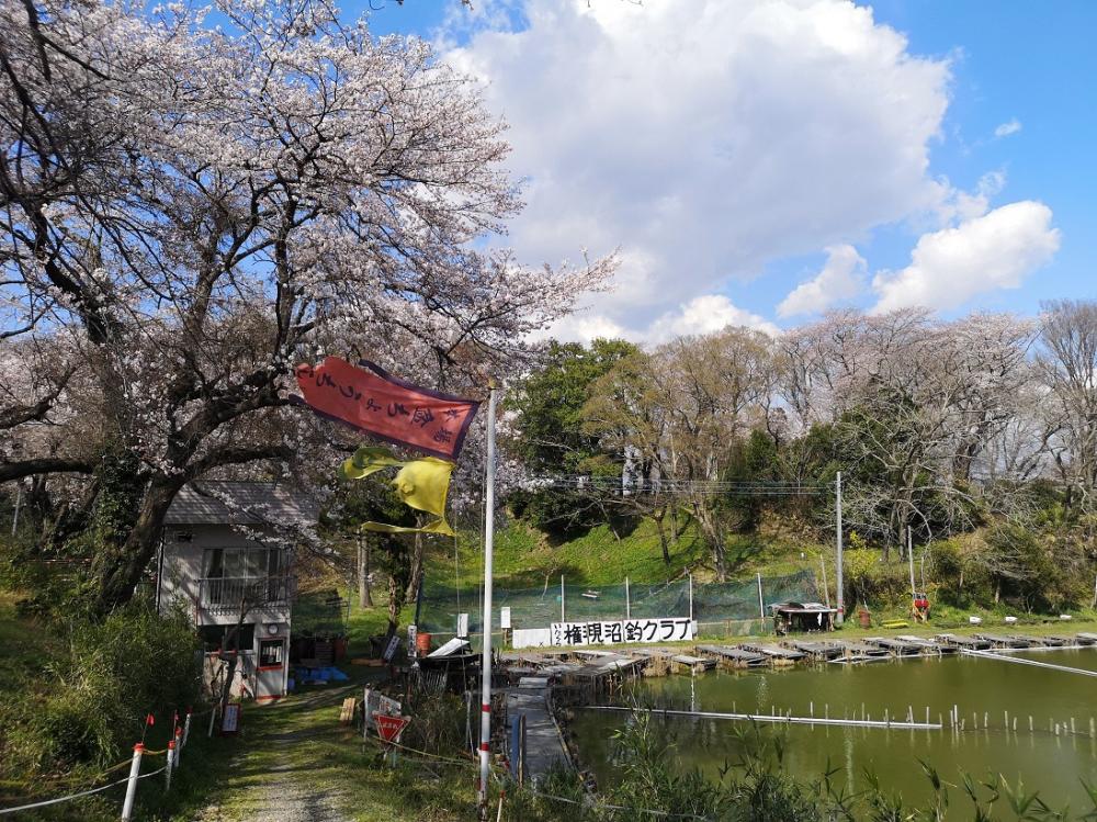 名所・名物　離山の桜04