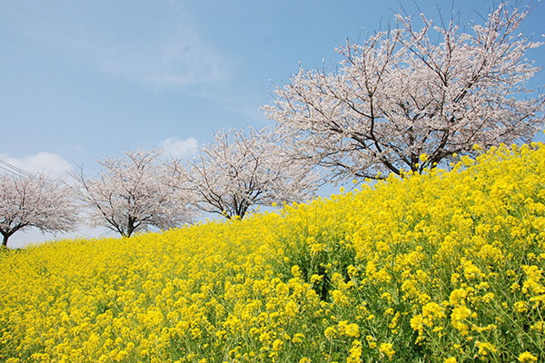 観光・イベント　谷田川_桜堤