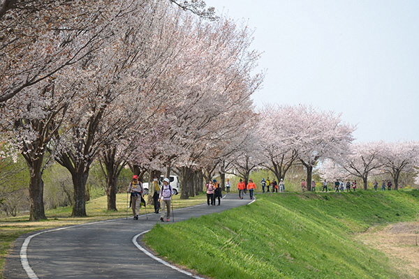 観光・イベント　桜ウオーク