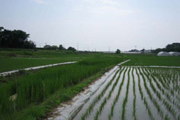 写真3 古利根川(水路が群馬県と埼玉県の境)